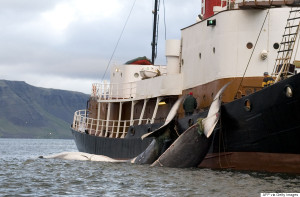 The tails of two 35-tonne Fin whales are