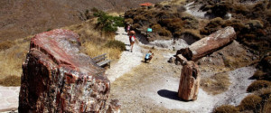 Tourists admire fossilised tree trunks a