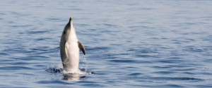 n-DELPHINUS-DELPHIS-large570