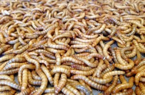 skolix