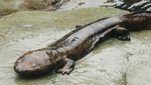 salamadra
