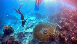 25169034_2016_04_20T061120Z_384026584_GF10000388970_RTRMADP_3_AUSTRALIA_ENVIRONMENT_GREATBARRIERREEF.limghandler
