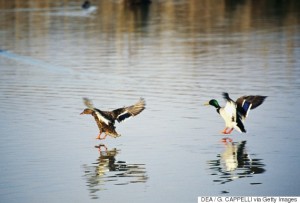 UNSPECIFIED - MARCH 03: Mallards or Wild ducks (Anas platyrhynchos), Anatidae. (Photo by DeAgostini/Getty Images)