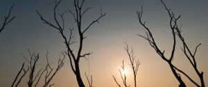 Dead tree at Bangphra water reservoir , Chonburi , Thailand