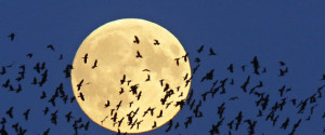 A flock of birds fly by as a perigee moon, also known as a super moon, rises in Mir, Belarus, 95 kilometers (60 miles) west of capital Minsk, Belarus, late Sunday, Sept. 27, 2015. The full moon was seen prior to a phenomenon called a "Super Moon" eclipse that will occur on Monday, Sept. 28. (AP Photo/Sergei Grits)