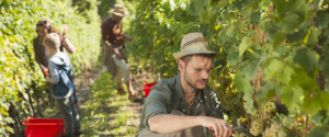 Man picking white grapes with scissors in his vineyard with hat on his head. the whole family in the background. Late afternoon.
