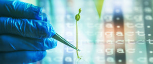 green bean sapling hold by tweezer in lab with color coded DNA